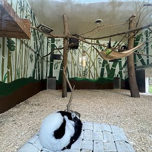 Black-and-white ruffed lemur exhibit