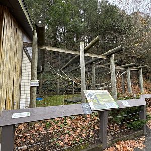 Black-and-white ruffed lemur exhibit