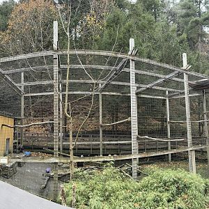 Cinereous vulture exhibit