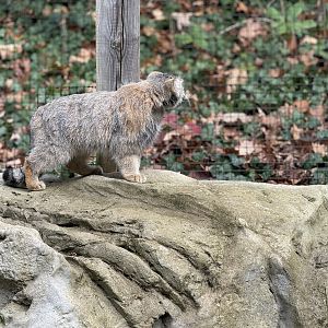 Pallas’s cat
