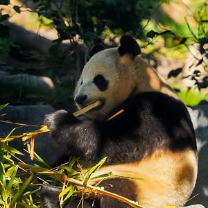 Giant Panda (Xin Bao)