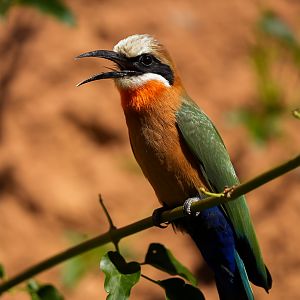White-Fronted Bee Eater