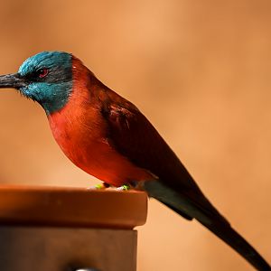 Northern-Carmine Bee Eater