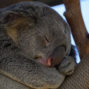 Koala