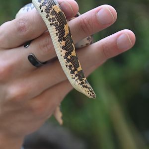 Kenyan sand boa (Gongylophis colubrinus)