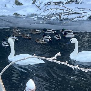 Trumpeter Swans and Mallards