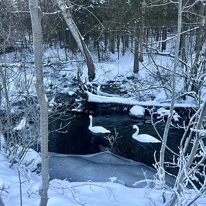 Trumpeter Swans