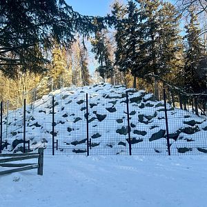 Rocky Mountain Goat Exhibit