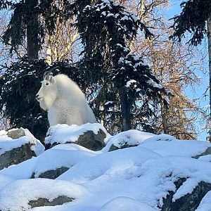 Rocky Mountain Goat