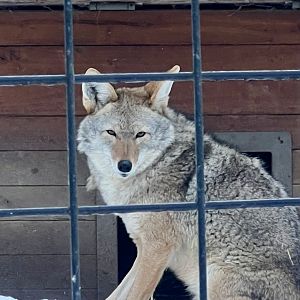 Coyote