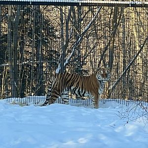 Amur Tiger