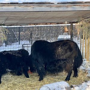 Tibetan Yaks