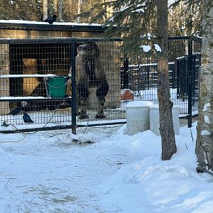 Bactrian Camels