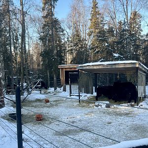 Tibetan Yak Enclosure