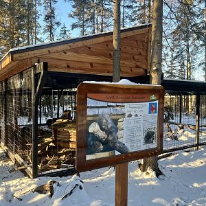 New North American Porcupine enclosure