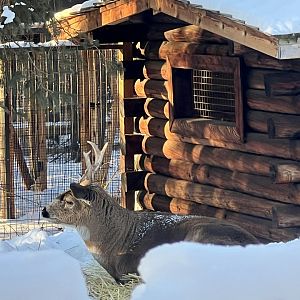 Sitka Black-tailed Deer