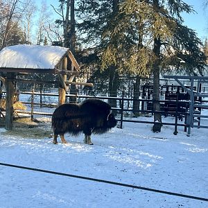 Muskox enclosure