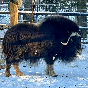 Muskox