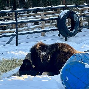 Muskox