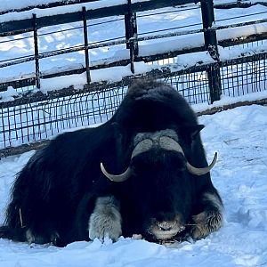 Muskox