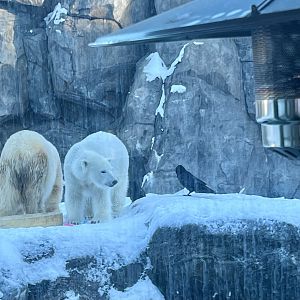 Polar Bears