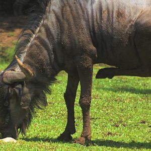 Solo Safari - Blue wildebeest (Connochaetes taurinus taurinus)