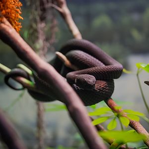 Ashy Pit Viper