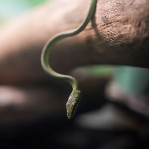 Vine Snake species(?)