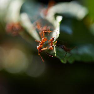 Leaf Cutter Ants