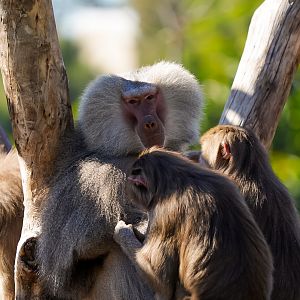 Hamadryas Baboons