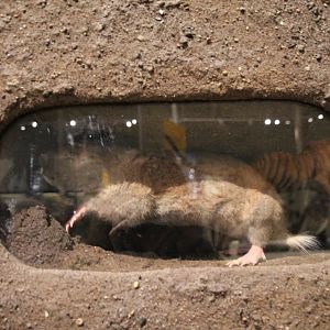 National museum of Scotland gopher taxidermy id help
