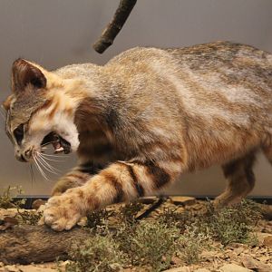 Rusty-spotted cat? Scotland National museum