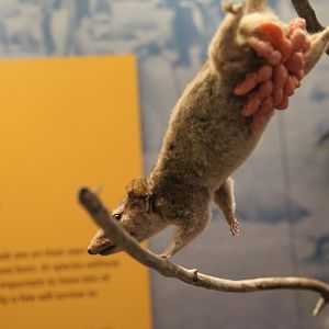 Rodent id? National Museum Scotland