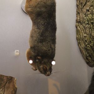Possum id, National Museum Scotland