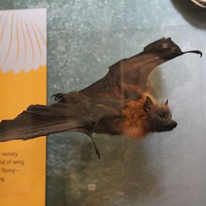 Flying fox id, National Museum Scotland