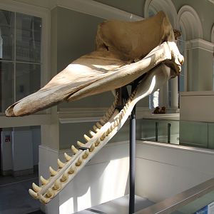 Sperm whale skull, National museum Scotland