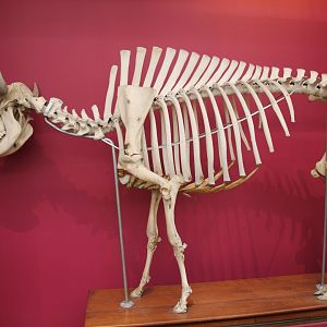 Aurochs? National museum Scotland