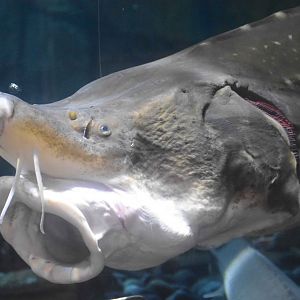 Amur Sturgeon (Acipenser schrenckii)