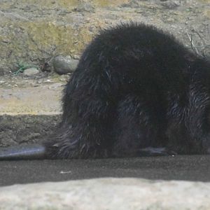 North American Beaver (Castor canadensis)