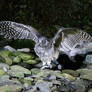 Blakiston's Fish owl ~ Washi no Yado