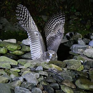 Blakiston's Fish owl ~ Washi no Yado