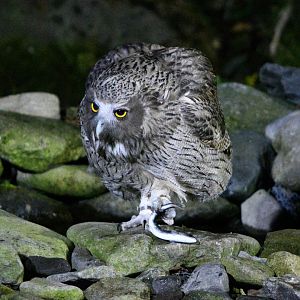 Blakiston's Fish owl ~ Washi no Yado