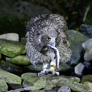 Blakiston's Fish owl ~ Washi no Yado