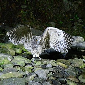 Blakiston's Fish Owl ~ Washi no Yado