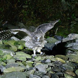 Blakiston's Fish Owl ~ Washi no Yado