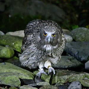 Blakiston's Fish Owl ~ Washi no Yado