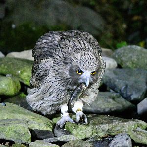 Blakiston's Fish Owl ~ Washi no Yado