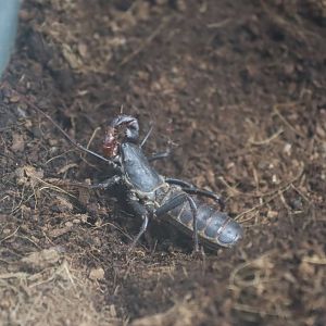 Giant Vinegaroon (Mastigoproctus giganteus)