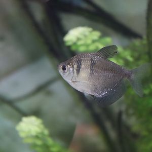 Black Tetra