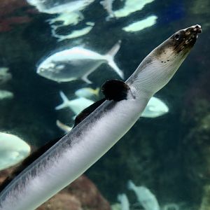 Highfin Snake Eel (Pisodonophis zophistius)